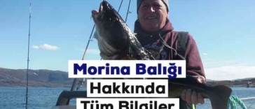 morina baligi hakkinda tum bilgiler 5 ozel bilgi 1