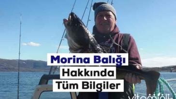 morina baligi hakkinda tum bilgiler 5 ozel bilgi 1