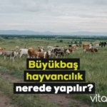 buyukbas hayvancilik hangi bolgede yapilir 2022 1