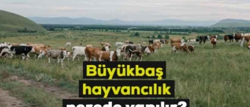 buyukbas hayvancilik hangi bolgede yapilir 2022 1