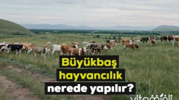 buyukbas hayvancilik hangi bolgede yapilir 2022 1